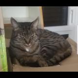 Photo de chat perdu à Bordeaux