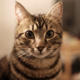 Photo de chat perdu à Trappes