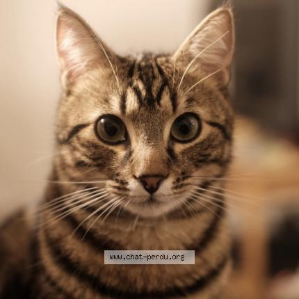 Photo de chat perdu à Trappes