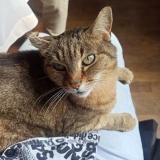 Photo de chat perdu à Tulle