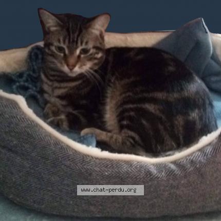 Photo 1/2 Néva Chat perdu à Nevers