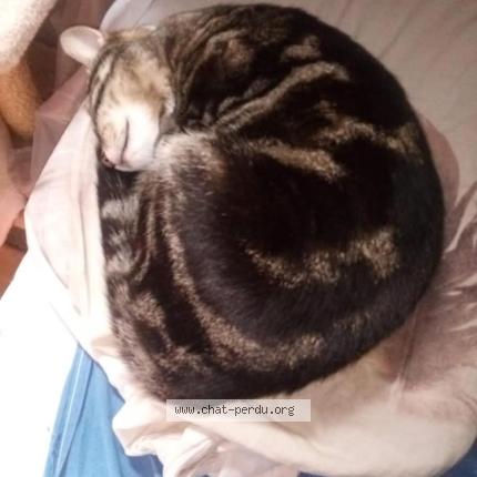 Photo 2/2 N&eacute;va Chat perdu à Nevers