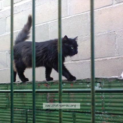 Photo 1/1 Chat retrouvé Trouvé à Bayeux