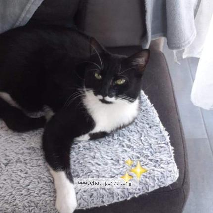 Photo 1/1 Ruby Chat perdu à Epaignes