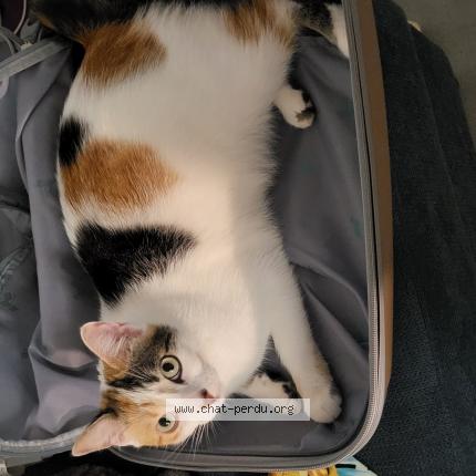 Photo de chat perdu à Castanet Tolosan