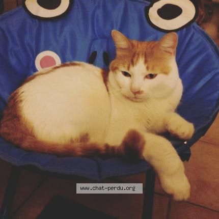 Photo 1/1 Owen Chat perdu à Mormoiron