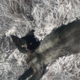 Photo de chat perdu à Athis Mons