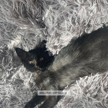 Photo 1/1 Chat retrouvé Perdu à Athis mons