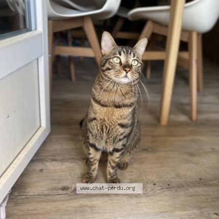 Photo de chat perdu à Sisteron