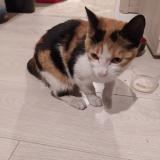 Photo de chat trouvé à Privas