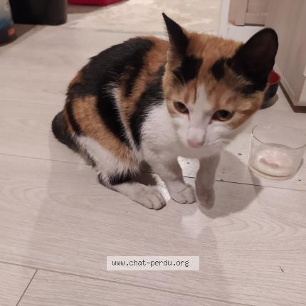 Photo 1/1 Chat retrouvé Trouvé à Privas