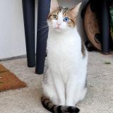 Photo de chat perdu à Rennes