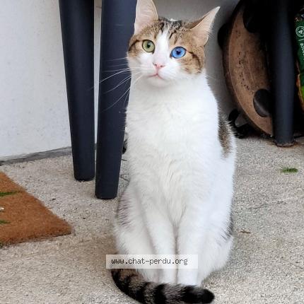 Photo 1/1 Chat retrouvé Perdu à Rennes