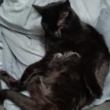 Photo de chat perdu à Pont A Mousson