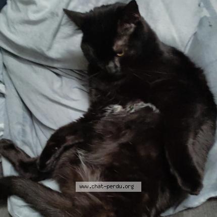 Photo 1/1 Chat retrouvé Perdu à Pont a mousson