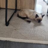 Photo de chat perdu à Montauban