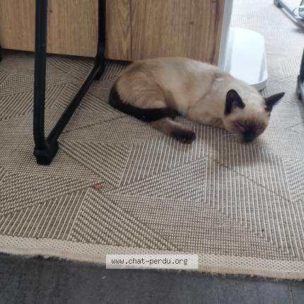 Photo 1/1 Chat retrouvé Perdu à Montauban