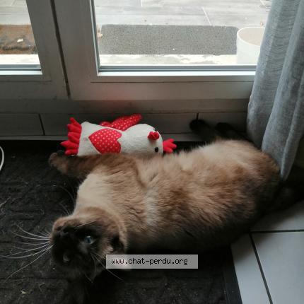 Photo 1/1 Chat retrouvé Perdu à Chanteloup en brie