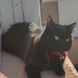 Photo de chat perdu à Lemberg