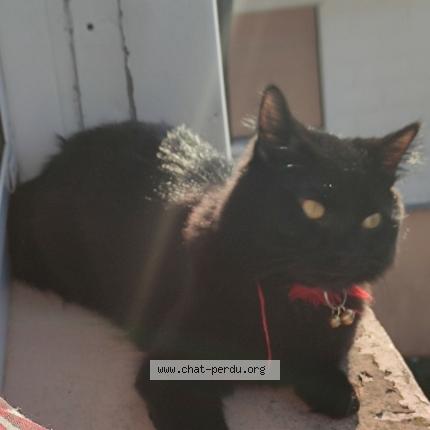 Photo 1/1 Chat retrouvé Perdu à Lemberg