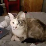 Chat Perdu Ou Trouve Haut Rhin 68 France Chat Perdu Ou Trouve Haut Rhin 68 France