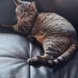 Chat Perdu Ou Trouve Amneville Moselle 57 France