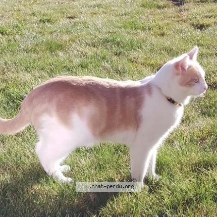 Photo 1/4 Han Aka Chat perdu à Issoire