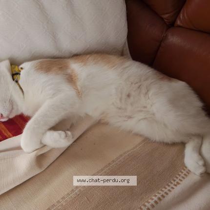 Photo 3/4 Han Aka Chat perdu à Issoire