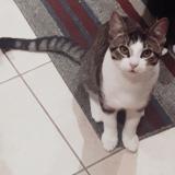 Photo de chat perdu à East York