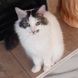 Photo de chat perdu à Calgary