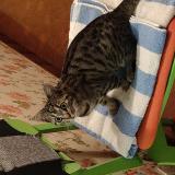 Photo de chat trouvé à Cholet