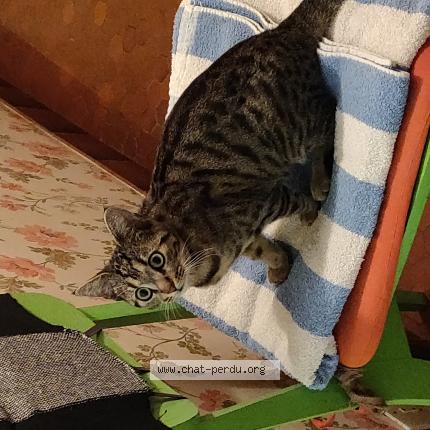 Photo 1/1 Chat retrouvé Trouvé à Cholet
