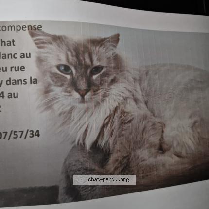 Photo 1/1 Chat retrouvé Perdu à Salon de provence