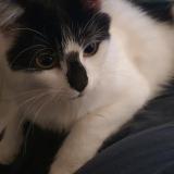 Photo de chat perdu à Montigny Le Bretonneux