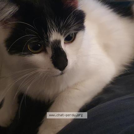 Photo 1/1 Chat retrouvé Perdu à Montigny le bretonneux