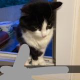 Photo de chat perdu à Le Bourget