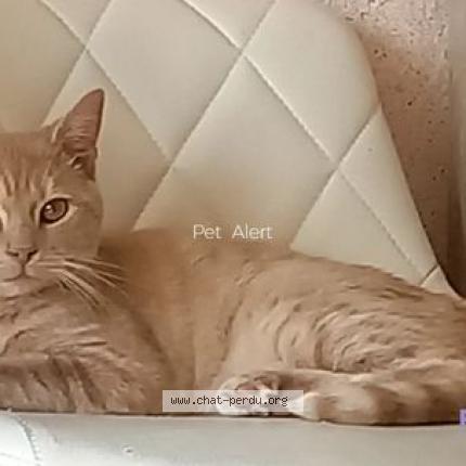 Photo 1/1 Chat retrouvé Perdu à Merignac