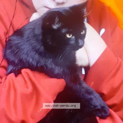 Cherif Chat Perdu A Montreuil Chat Perdu France Cherif Chat Perdu A Montreuil Chat Perdu France