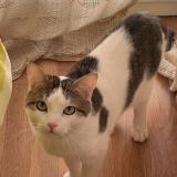 Photo de chat perdu à Toulouse