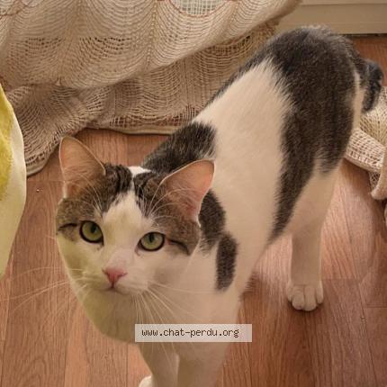 Photo de chat perdu à Toulouse