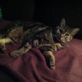 Chat Perdu Ou Trouve Haut Rhin 68 France