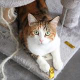 Photo de chat perdu à Amiens