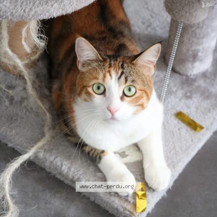 Photo 1/1 Chat retrouvé Perdu à Amiens