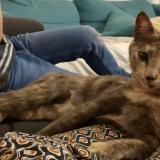 Photo de chat perdu à Marseille Marseille 07