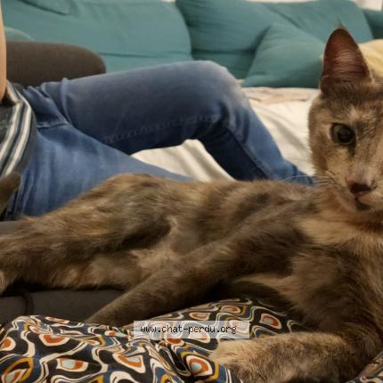 Photo 1/1 Chat retrouvé Perdu à Marseille marseille 07