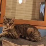 Photo de chat perdu à Ris Orangis