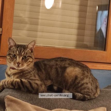 Photo 1/1 Chat retrouvé Perdu à Ris orangis