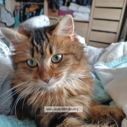 Photo 1/1 Chat retrouvé Perdu à La creche