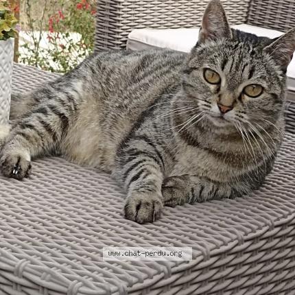 Photo de chat perdu à Benet