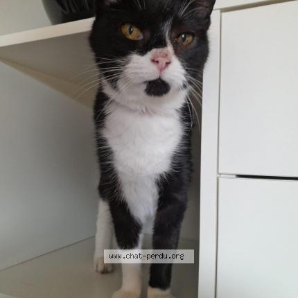 Photo 1/1 Chat retrouvé Perdu à Renneville 31290